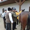 Hipoterapia - DSCN0070W