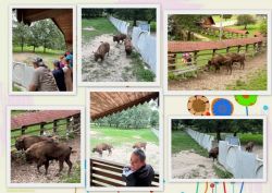 Národný žrebčín a zubria zvernica v topoľčiankach - Topoľčianky253